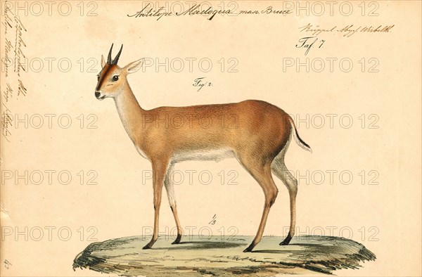 Antilope madoqua, Print, Blackbuck, The blackbuck (Antilope cervicapra), also known as the Indian antelope, is an antelope found in India, Nepal, and Pakistan. The blackbuck is the sole extant member of the genus Antilope. The species was described and given its binomial name by Swedish zoologist Carl Linnaeus in 1758. Two subspecies are recognized. It stands up to 74 to 84 cm (29 to 33 in) high at the shoulder. Males weigh 20–57 kg (44–126 lb), an average of 38 kilograms (84 lb). Females are lighter, weighing 20–33 kg (44–73 lb) or 27 kg (60 lb) on average. The long, ringed horns, 35–75 cm (14–30 in) long, are generally present only on males, though females may develop horns, as well. The white fur on the chin and around the eyes is in sharp contrast with the black stripes on the face. The coats of males show two-tone colouration; while the upper parts and outsides of the legs are dark brown to black, the underparts and the insides of the legs are all white. However, females and juven...