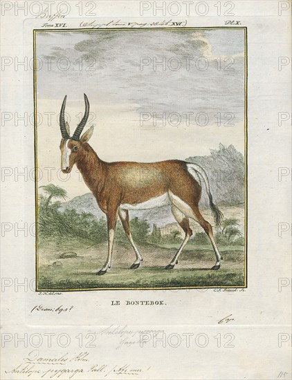 Antilope pygarga, Print, Blackbuck, The blackbuck (Antilope cervicapra), also known as the Indian antelope, is an antelope found in India, Nepal, and Pakistan. The blackbuck is the sole extant member of the genus Antilope. The species was described and given its binomial name by Swedish zoologist Carl Linnaeus in 1758. Two subspecies are recognized. It stands up to 74 to 84 cm (29 to 33 in) high at the shoulder. Males weigh 20–57 kg (44–126 lb), an average of 38 kilograms (84 lb). Females are lighter, weighing 20–33 kg (44–73 lb) or 27 kg (60 lb) on average. The long, ringed horns, 35–75 cm (14–30 in) long, are generally present only on males, though females may develop horns, as well. The white fur on the chin and around the eyes is in sharp contrast with the black stripes on the face. The coats of males show two-tone colouration; while the upper parts and outsides of the legs are dark brown to black, the underparts and the insides of the legs are all white. However, females and juven...