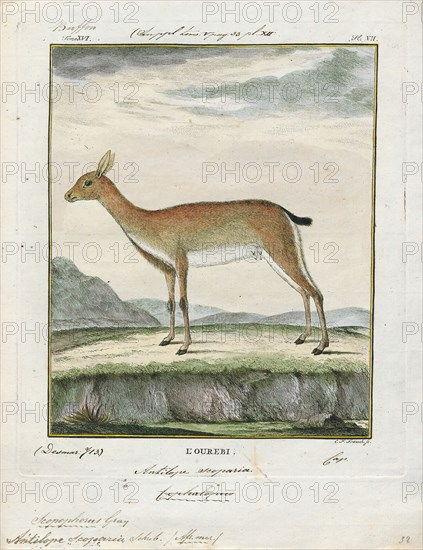 Antilope scoparia, Print, Blackbuck, The blackbuck (Antilope cervicapra), also known as the Indian antelope, is an antelope found in India, Nepal, and Pakistan. The blackbuck is the sole extant member of the genus Antilope. The species was described and given its binomial name by Swedish zoologist Carl Linnaeus in 1758. Two subspecies are recognized. It stands up to 74 to 84 cm (29 to 33 in) high at the shoulder. Males weigh 20–57 kg (44–126 lb), an average of 38 kilograms (84 lb). Females are lighter, weighing 20–33 kg (44–73 lb) or 27 kg (60 lb) on average. The long, ringed horns, 35–75 cm (14–30 in) long, are generally present only on males, though females may develop horns, as well. The white fur on the chin and around the eyes is in sharp contrast with the black stripes on the face. The coats of males show two-tone colouration; while the upper parts and outsides of the legs are dark brown to black, the underparts and the insides of the legs are all white. However, females and juve...