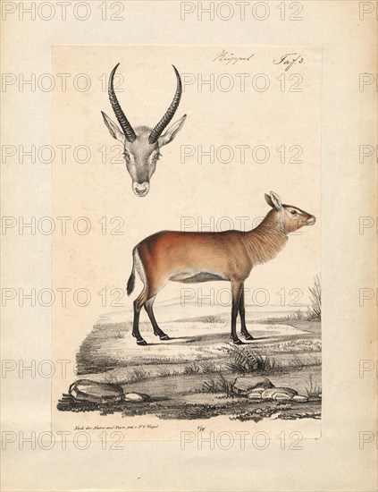 Antilope spec., Print, Blackbuck, The blackbuck (Antilope cervicapra), also known as the Indian antelope, is an antelope found in India, Nepal, and Pakistan. The blackbuck is the sole extant member of the genus Antilope. The species was described and given its binomial name by Swedish zoologist Carl Linnaeus in 1758. Two subspecies are recognized. It stands up to 74 to 84 cm (29 to 33 in) high at the shoulder. Males weigh 20–57 kg (44–126 lb), an average of 38 kilograms (84 lb). Females are lighter, weighing 20–33 kg (44–73 lb) or 27 kg (60 lb) on average. The long, ringed horns, 35–75 cm (14–30 in) long, are generally present only on males, though females may develop horns, as well. The white fur on the chin and around the eyes is in sharp contrast with the black stripes on the face. The coats of males show two-tone colouration; while the upper parts and outsides of the legs are dark brown to black, the underparts and the insides of the legs are all white. However, females and juvenil...