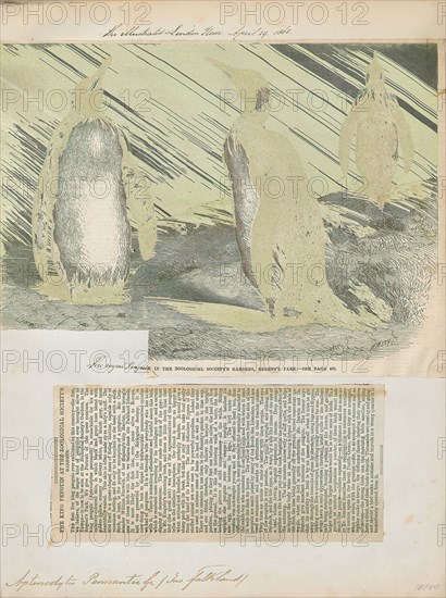 Aptenodytes pennantii, Print, The genus Aptenodytes contains two extant species of penguins collectively known as "the great penguins"., 1700-1880
University of Amsterdam