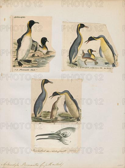 Aptenodytes pennantii, Print, The genus Aptenodytes contains two extant species of penguins collectively known as "the great penguins"., 1700-1880
University of Amsterdam