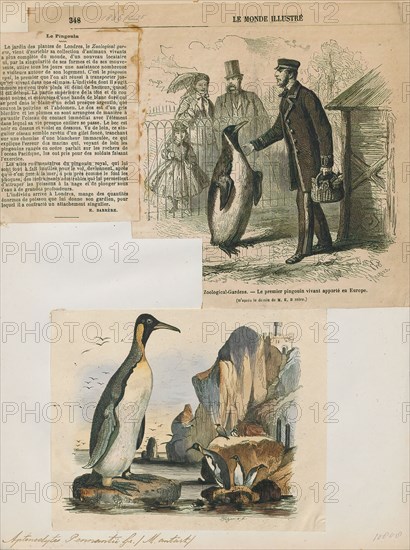 Aptenodytes pennantii, Print, The genus Aptenodytes contains two extant species of penguins collectively known as "the great penguins"., 1700-1880
University of Amsterdam