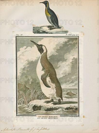 Aptenodytes pennantii, Print, The genus Aptenodytes contains two extant species of penguins collectively known as "the great penguins"., 1700-1880
University of Amsterdam