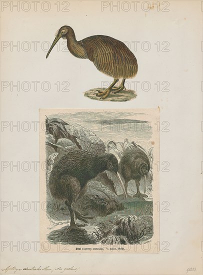 Apteryx australis, Print, The southern brown kiwi, tokoeka, or common kiwi (Apteryx australis) is a species of kiwi from New Zealand's South Island. Until 2000 it was considered conspecific with the North Island brown kiwi, and still is by some authorities., 1700-1880
University of Amsterdam