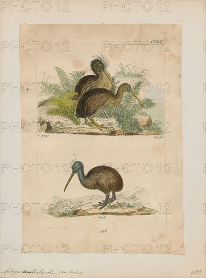 Apteryx australis, Print, The southern brown kiwi, tokoeka, or common kiwi (Apteryx australis) is a species of kiwi from New Zealand's South Island. Until 2000 it was considered conspecific with the North Island brown kiwi, and still is by some authorities., 1820-1860
University of Amsterdam