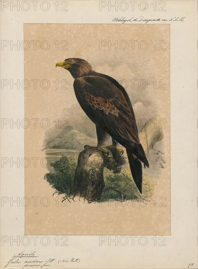 Aquila audax, Print, The wedge-tailed eagle or bunjil (Aquila audax) is the largest bird of prey in Australia, and is also found in southern New Guinea, part of Papua New Guinea, and Indonesia. It has long, fairly broad wings, fully feathered legs, and an unmistakable wedge-shaped tail., 1842-1849
University of Amsterdam