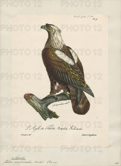 Aquila imperialis, Print, 1825-1834
University of Amsterdam