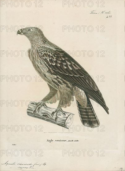 Aquila naevioides, Print, 1700-1880
University of Amsterdam