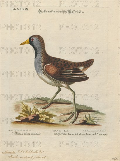 Aramides carolina, Print, Aramides is a genus of birds in the family Rallidae., 1700-1880
University of Amsterdam
