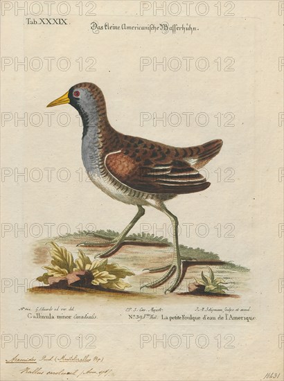 Aramides carolina, Print, Aramides is a genus of birds in the family Rallidae., 1700-1880
University of Amsterdam