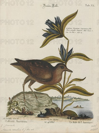 Aramides concolor, Print, Aramides is a genus of birds in the family Rallidae., 1700-1880
University of Amsterdam