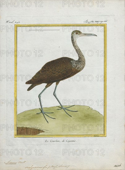 Aramus scolopaceus, Print, 1700-1880
University of Amsterdam