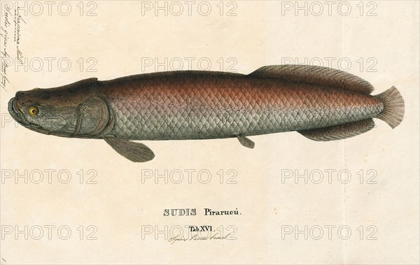 Arapaima gigas, Print, Arapaima gigas, also known as pirarucu, is a species of arapaima native to the basin of the Amazon River. Once believed to be the sole species in the genus, it is among the largest freshwater fish. The species is an obligate air-breather and needs to come to the surface regularly to gulp air., 1829
University of Amsterdam