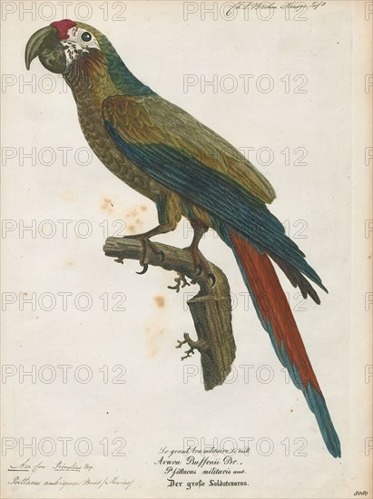 Ara ambiguus, Print, The great green macaw (Ara ambiguus), also known as Buffon's macaw or the great military macaw, is a Central and South American parrot found in Nicaragua, Honduras, Costa Rica, Panama, Colombia and Ecuador. This species lives in the canopy of wet tropical forests and is highly dependent on the almendro tree (Dipteryx oleifera). Two allopatric subspecies are recognized; the nominate subspecies (Ara ambiguus ssp. ambiguus) occurs from Honduras to West Colombia, while Ara ambiguus ssp. guayaquilensis is isolated on the Pacific side of the continent in Ecuador, and possibly South-Western Colombia., 1842-1855
University of Amsterdam