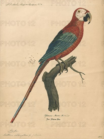 Ara chloropterus, Print, The red-and-green macaw (Ara chloropterus), also known as the green-winged macaw, is a large, mostly-red macaw of the genus Ara., 1842-1855
University of Amsterdam