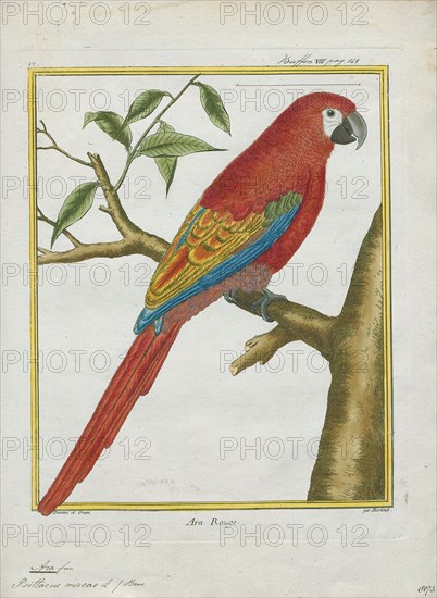Ara macao, Print, The scarlet macaw (Ara macao) is a large red, yellow, and blue Central and South American parrot, a member of a large group of Neotropical parrots called macaws. It is native to humid evergreen forests of tropical Central and South America. Range extends from south-eastern Mexico to the Peruvian Amazon, Colombia, Bolivia, Venezuela and Brazil in lowlands of 500 m (1, 640 ft) (at least formerly) up to 1, 000 m (3, 281 ft). In some areas, it has suffered local extinction because of habitat destruction or capture for the parrot trade, but in other areas it remains fairly common. Formerly it ranged north to southern Tamaulipas. It can still be found on the island of Coiba. It is the national bird of Honduras. Like its relative the blue-and-yellow macaw, scarlet macaws are popular birds in aviculture as a result of their striking plumage., 1700-1880
University of Amsterdam