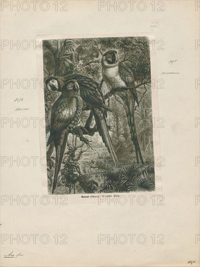 Ara macao, Print, The scarlet macaw (Ara macao) is a large red, yellow, and blue Central and South American parrot, a member of a large group of Neotropical parrots called macaws. It is native to humid evergreen forests of tropical Central and South America. Range extends from south-eastern Mexico to the Peruvian Amazon, Colombia, Bolivia, Venezuela and Brazil in lowlands of 500 m (1, 640 ft) (at least formerly) up to 1, 000 m (3, 281 ft). In some areas, it has suffered local extinction because of habitat destruction or capture for the parrot trade, but in other areas it remains fairly common. Formerly it ranged north to southern Tamaulipas. It can still be found on the island of Coiba. It is the national bird of Honduras. Like its relative the blue-and-yellow macaw, scarlet macaws are popular birds in aviculture as a result of their striking plumage., 1700-1880
University of Amsterdam