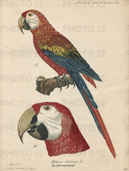 Ara macao, Print, The scarlet macaw (Ara macao) is a large red, yellow, and blue Central and South American parrot, a member of a large group of Neotropical parrots called macaws. It is native to humid evergreen forests of tropical Central and South America. Range extends from south-eastern Mexico to the Peruvian Amazon, Colombia, Bolivia, Venezuela and Brazil in lowlands of 500 m (1, 640 ft) (at least formerly) up to 1, 000 m (3, 281 ft). In some areas, it has suffered local extinction because of habitat destruction or capture for the parrot trade, but in other areas it remains fairly common. Formerly it ranged north to southern Tamaulipas. It can still be found on the island of Coiba. It is the national bird of Honduras. Like its relative the blue-and-yellow macaw, scarlet macaws are popular birds in aviculture as a result of their striking plumage., 1842-1855
University of Amsterdam
