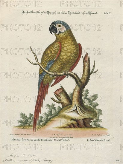 Ara severus, Print, The chestnut-fronted macaw or severe macaw (Ara severus) is one of the largest of the mini-macaws. It reaches a size of around 45 cm (18 in) of which around half is the length of the tail., 1700-1880
University of Amsterdam