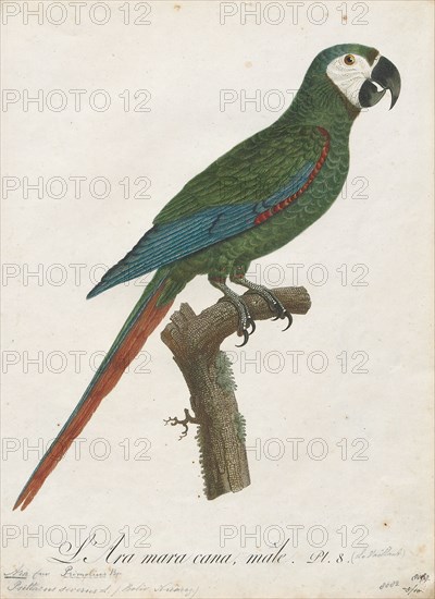 Ara severus, Print, The chestnut-fronted macaw or severe macaw (Ara severus) is one of the largest of the mini-macaws. It reaches a size of around 45 cm (18 in) of which around half is the length of the tail., 1796-1808
University of Amsterdam