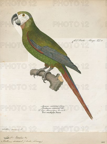 Ara severus, Print, The chestnut-fronted macaw or severe macaw (Ara severus) is one of the largest of the mini-macaws. It reaches a size of around 45 cm (18 in) of which around half is the length of the tail., 1842-1855
University of Amsterdam