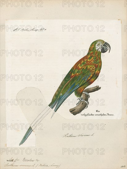 Ara severus, Print, The chestnut-fronted macaw or severe macaw (Ara severus) is one of the largest of the mini-macaws. It reaches a size of around 45 cm (18 in) of which around half is the length of the tail., 1842-1855
University of Amsterdam