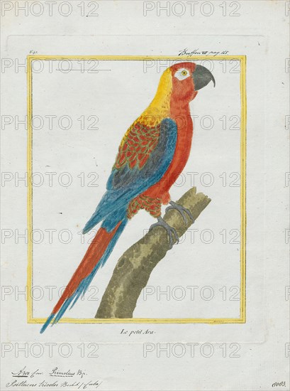 Ara tricolor, Print, The Cuban macaw or Cuban red macaw (Ara tricolor) was a species of macaw native to the main island of Cuba and the nearby Isla de la Juventud that became extinct in the late 19th century. Its relationship with other macaws in its genus was long uncertain, but it was thought to have been closely related to the scarlet macaw, which has some similarities in appearance. It may also have been closely related, or identical, to the hypothetical Jamaican red macaw. A 2018 DNA study found that it was the sister species of two red and two green species of extant macaws., 1700-1880
University of Amsterdam