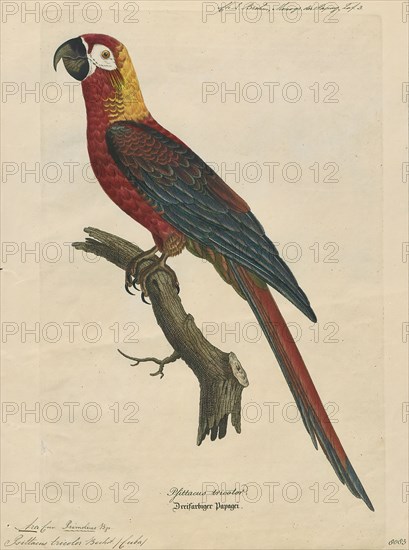 Ara tricolor, Print, The Cuban macaw or Cuban red macaw (Ara tricolor) was a species of macaw native to the main island of Cuba and the nearby Isla de la Juventud that became extinct in the late 19th century. Its relationship with other macaws in its genus was long uncertain, but it was thought to have been closely related to the scarlet macaw, which has some similarities in appearance. It may also have been closely related, or identical, to the hypothetical Jamaican red macaw. A 2018 DNA study found that it was the sister species of two red and two green species of extant macaws., 1842-1855
University of Amsterdam