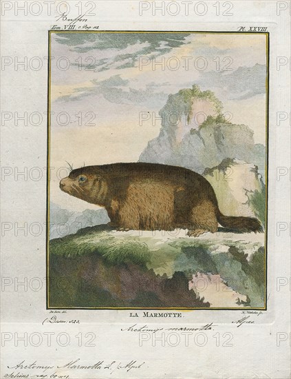 Arctomys marmotta, Print, 1700-1880
University of Amsterdam