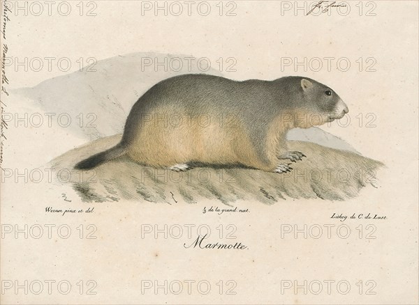 Arctomys marmotta, Print, 1700-1880
University of Amsterdam