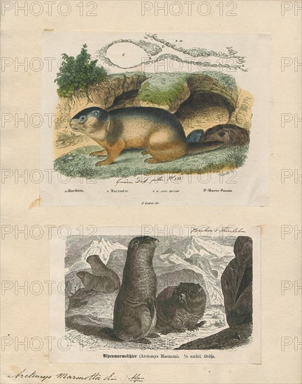 Arctomys marmotta, Print, 1700-1880
University of Amsterdam