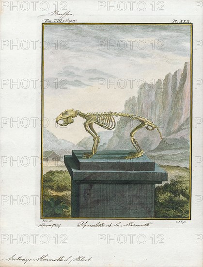 Arctomys marmotta, Print, skeleton
University of Amsterdam