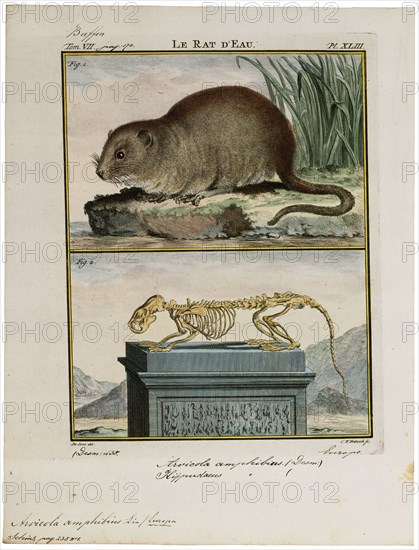 Arvicola amphibius, Print, The European water vole or northern water vole (Arvicola amphibius, included in synonymy: A. terrestris), is a semi-aquatic rodent. It is often informally called the water rat, though it only superficially resembles a true rat. Water voles have rounder noses than rats, deep brown fur, chubby faces and short fuzzy ears; unlike rats their tails, paws and ears are covered with hair., with skeleton
University of Amsterdam
