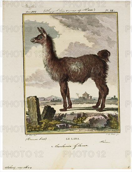 Auchenia glama, Print, 1700-1880
University of Amsterdam