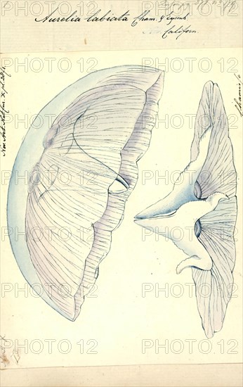 Aurelia labiata, Print, Aurelia labiata is a species of moon jellyfish. It is a cnidarian in the family Ulmaridae. It is typically larger than Aurelia aurita, with individuals document up to 45cm. However much of its size range overlaps with A. aurita (up to 40cm), making size an imperfect diagnostic tool. Most Aurelia labiata have a 16-scalloped bell, meaning the bell indents inward at 16 points.
University of Amsterdam