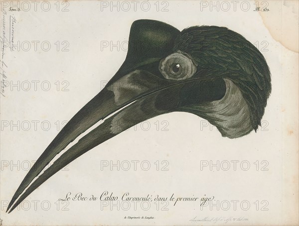 Bucorvus abyssinicus, Print, The Abyssinian ground hornbill or northern ground hornbill (Bucorvus abyssinicus) is an African bird, found north of the equator, and is one of two species of ground hornbill. The other is the slightly larger southern ground hornbill; the two are the largest species of hornbills found in Africa., head
University of Amsterdam