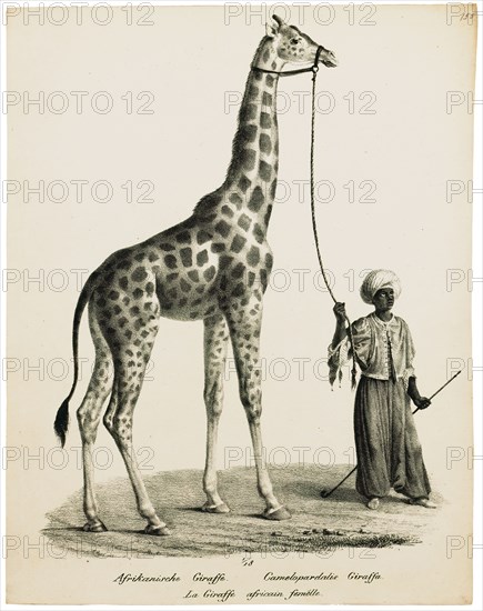 Camelopardalis giraffa, Print, 1700-1880
University of Amsterdam