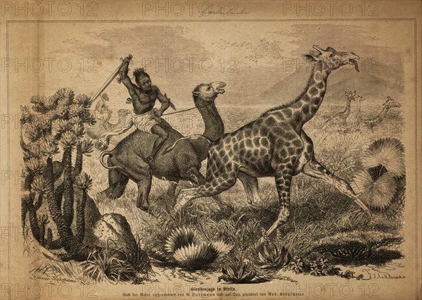 Camelopardalis giraffa, Print, 1700-1880
University of Amsterdam