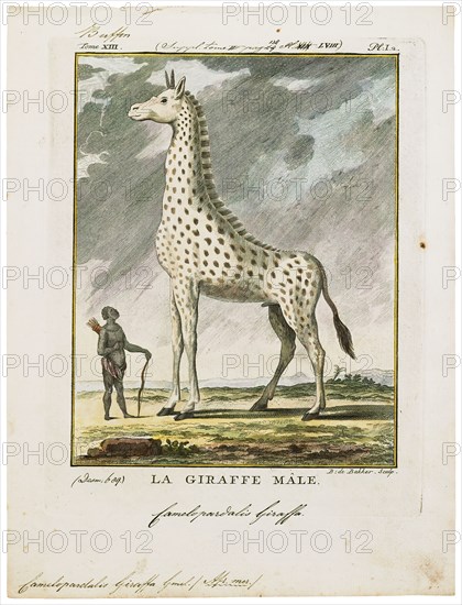 Camelopardalis giraffa, Print, 1700-1880
University of Amsterdam