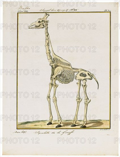 Camelopardalis giraffa, Print, skeleton
University of Amsterdam