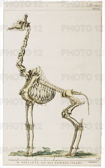 Camelopardalis giraffa, Print, skeleton
University of Amsterdam