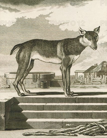 Canis lupus familiaris, Print, The domestic dog (Canis lupus familiaris when considered a subspecies of the wolf or Canis familiaris when considered a distinct species) is a member of the genus Canis (canines), which forms part of the wolf-like canids, and is the most widely abundant terrestrial carnivore. The dog and the extant gray wolf are sister taxa as modern wolves are not closely related to the wolves that were first domesticated, which implies that the direct ancestor of the dog is extinct. The dog was the first species to be domesticated and has been selectively bred over millennia for various behaviors, sensory capabilities, and physical attributes., 1700-1880
University of Amsterdam