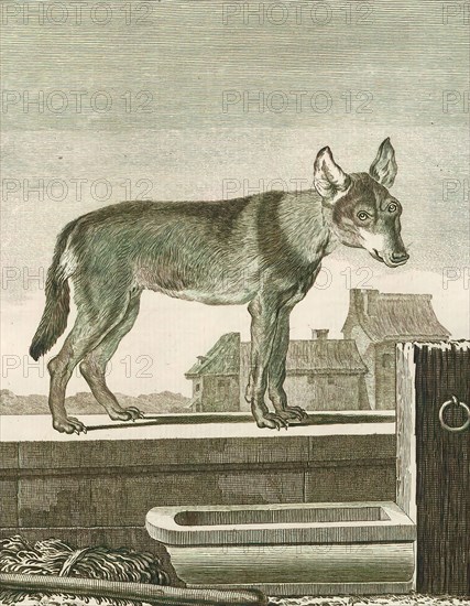 Canis lupus familiaris, Print, The domestic dog (Canis lupus familiaris when considered a subspecies of the wolf or Canis familiaris when considered a distinct species) is a member of the genus Canis (canines), which forms part of the wolf-like canids, and is the most widely abundant terrestrial carnivore. The dog and the extant gray wolf are sister taxa as modern wolves are not closely related to the wolves that were first domesticated, which implies that the direct ancestor of the dog is extinct. The dog was the first species to be domesticated and has been selectively bred over millennia for various behaviors, sensory capabilities, and physical attributes., 1700-1880
University of Amsterdam