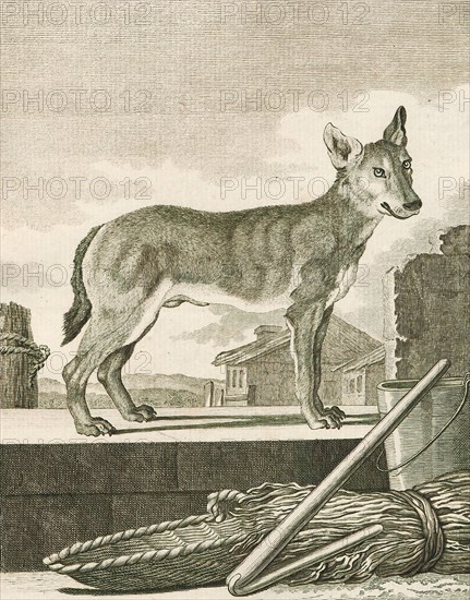 Canis lupus familiaris, Print, The domestic dog (Canis lupus familiaris when considered a subspecies of the wolf or Canis familiaris when considered a distinct species) is a member of the genus Canis (canines), which forms part of the wolf-like canids, and is the most widely abundant terrestrial carnivore. The dog and the extant gray wolf are sister taxa as modern wolves are not closely related to the wolves that were first domesticated, which implies that the direct ancestor of the dog is extinct. The dog was the first species to be domesticated and has been selectively bred over millennia for various behaviors, sensory capabilities, and physical attributes., 1700-1880
University of Amsterdam