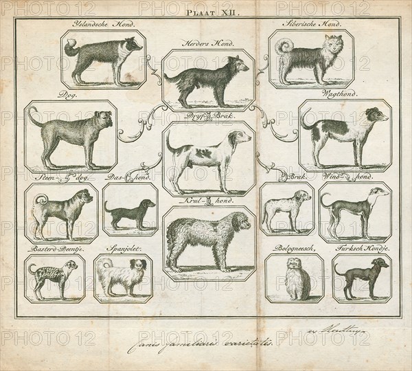 Canis lupus familiaris, Print, The domestic dog (Canis lupus familiaris when considered a subspecies of the wolf or Canis familiaris when considered a distinct species) is a member of the genus Canis (canines), which forms part of the wolf-like canids, and is the most widely abundant terrestrial carnivore. The dog and the extant gray wolf are sister taxa as modern wolves are not closely related to the wolves that were first domesticated, which implies that the direct ancestor of the dog is extinct. The dog was the first species to be domesticated and has been selectively bred over millennia for various behaviors, sensory capabilities, and physical attributes., 1700-1880
University of Amsterdam