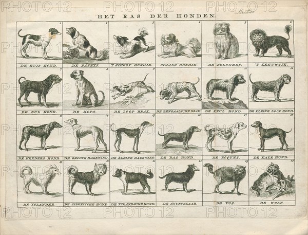 Canis lupus familiaris, Print, The domestic dog (Canis lupus familiaris when considered a subspecies of the wolf or Canis familiaris when considered a distinct species) is a member of the genus Canis (canines), which forms part of the wolf-like canids, and is the most widely abundant terrestrial carnivore. The dog and the extant gray wolf are sister taxa as modern wolves are not closely related to the wolves that were first domesticated, which implies that the direct ancestor of the dog is extinct. The dog was the first species to be domesticated and has been selectively bred over millennia for various behaviors, sensory capabilities, and physical attributes., 1700-1880
University of Amsterdam