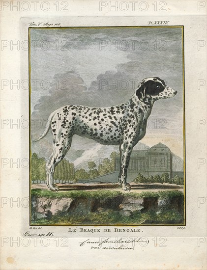 Canis lupus familiaris, Print, The domestic dog (Canis lupus familiaris when considered a subspecies of the wolf or Canis familiaris when considered a distinct species) is a member of the genus Canis (canines), which forms part of the wolf-like canids, and is the most widely abundant terrestrial carnivore. The dog and the extant gray wolf are sister taxa as modern wolves are not closely related to the wolves that were first domesticated, which implies that the direct ancestor of the dog is extinct. The dog was the first species to be domesticated and has been selectively bred over millennia for various behaviors, sensory capabilities, and physical attributes., 1700-1880
University of Amsterdam