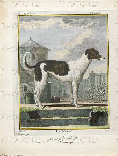 Canis lupus familiaris, Print, The domestic dog (Canis lupus familiaris when considered a subspecies of the wolf or Canis familiaris when considered a distinct species) is a member of the genus Canis (canines), which forms part of the wolf-like canids, and is the most widely abundant terrestrial carnivore. The dog and the extant gray wolf are sister taxa as modern wolves are not closely related to the wolves that were first domesticated, which implies that the direct ancestor of the dog is extinct. The dog was the first species to be domesticated and has been selectively bred over millennia for various behaviors, sensory capabilities, and physical attributes., 1700-1880
University of Amsterdam