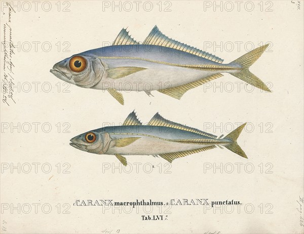 Caranx punctatus, Print, The round scad (Decapterus punctatus) is a species of fish in the Carangidae. It was described in 1829 by the French zoologist, Georges Cuvier. Although the round scad is considered a good food fish, it is mostly caught for use as bait., 1700-1880
University of Amsterdam